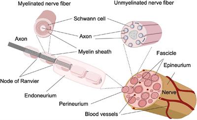 Use of an invertebrate animal model (Aplysia californica) to develop novel neural interfaces for neuromodulation